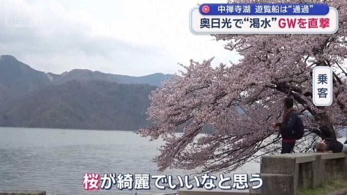 今が見頃の桜
