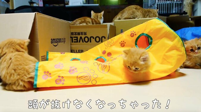 猫「抜けなくなったにゃ…！」　可愛いすぎるマンチカンズの仔猫時代が放送決定 4枚目