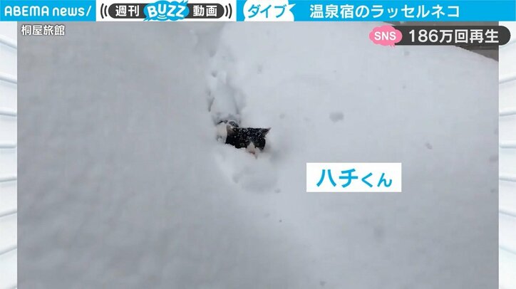 「いい根性してる」深雪を突き進む“ラッセル猫”にネット騒然 驚きと称賛の声