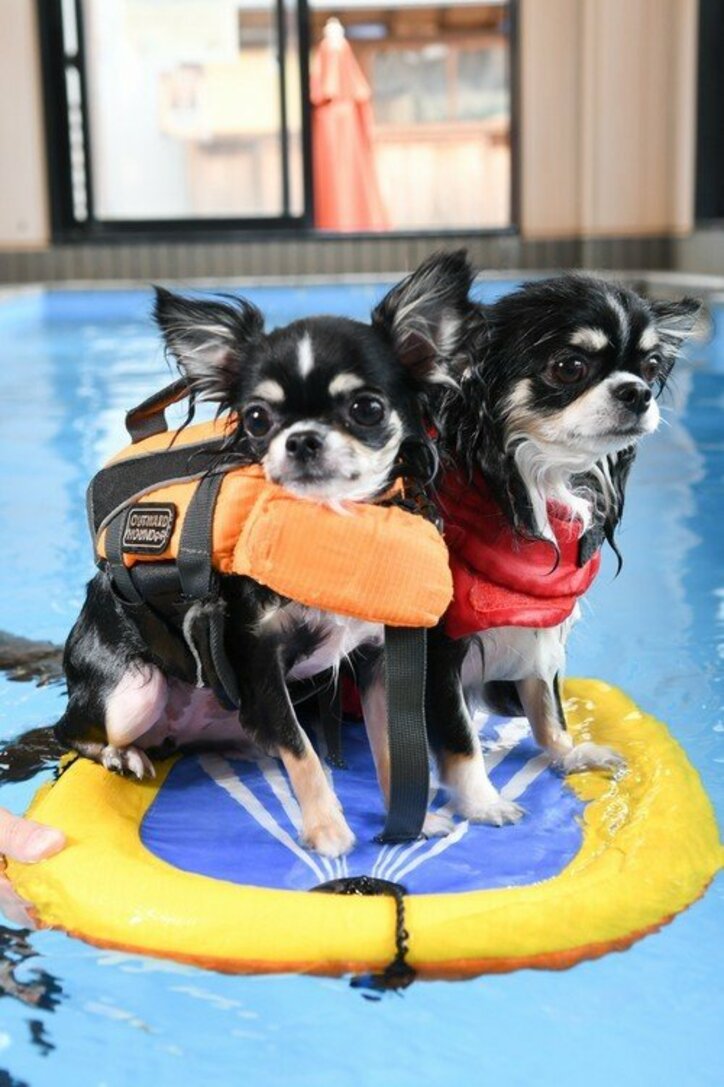 “かっこいいワン！” 涼しさを感じさせるCOOLわんこフォトコンテスト2017 入賞者発表