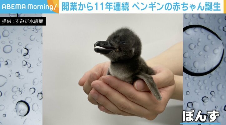 バクバク食事する赤ちゃんペンギン 元気に成長する姿に水族館担当者「健康で大きく育って」