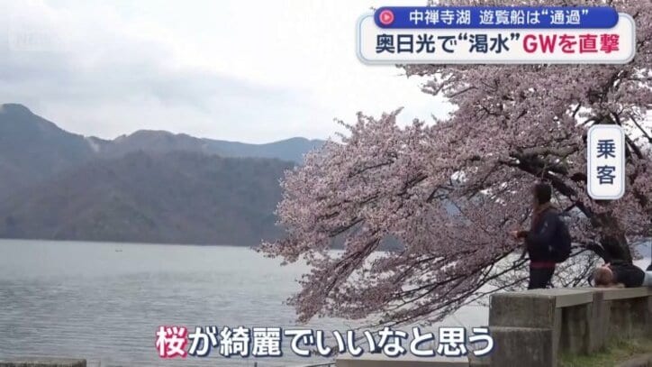 今が見頃の桜