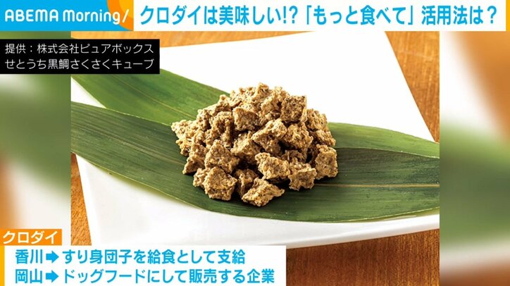 養殖ノリなどの食害被害を招くクロダイ 実はマダイにも劣らない“美味しさ”と専門家が魅力を語る