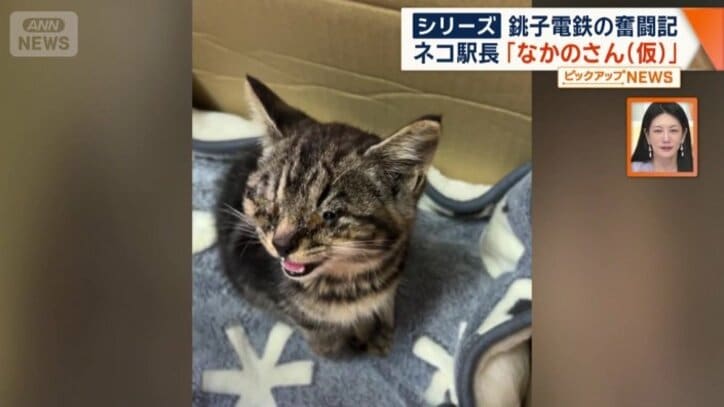 保護した時のなかのさん（仮）