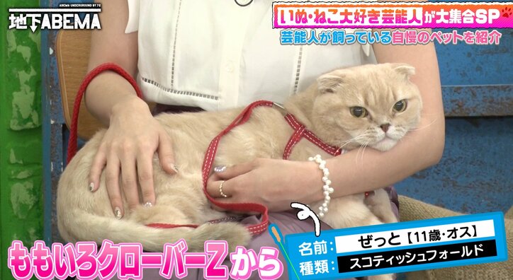 【写真・画像】ももクロ・高城れに、“レア”な愛猫を紹介「基本猫は抱っこさせてくれないのに！」稲垣吾郎もメロメロに　2枚目