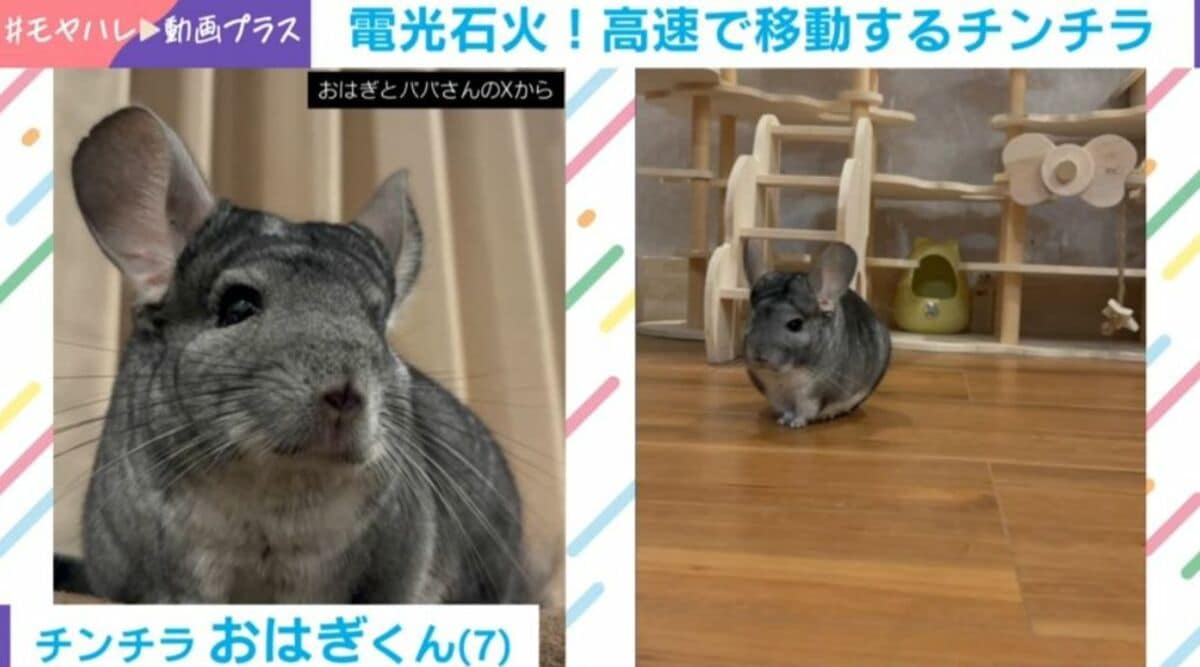飛んでいる？」チンチラが電光石火で階段を駆け上がる姿に反響「忍者