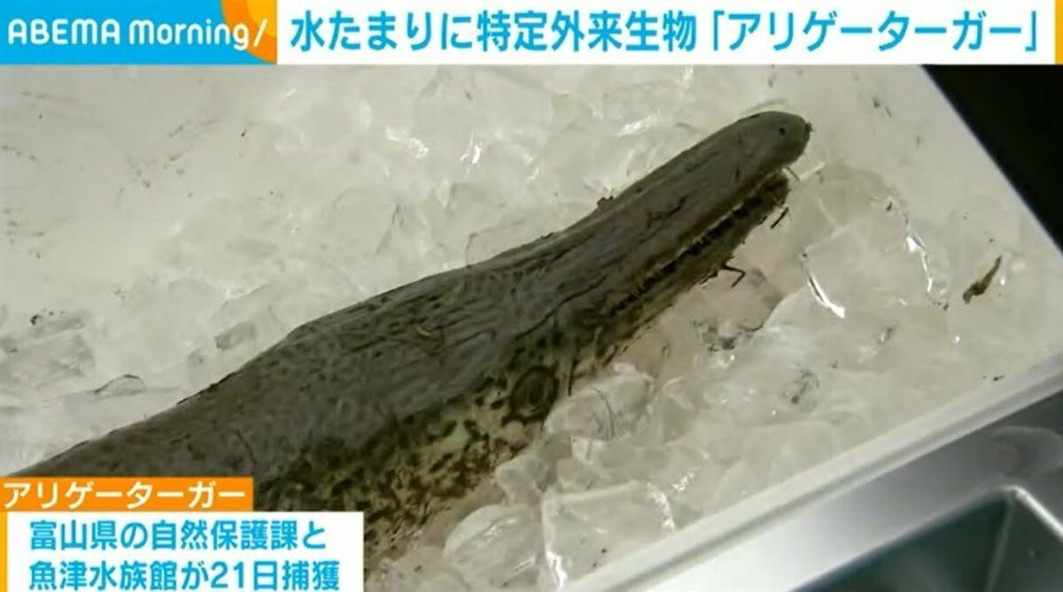 水たまりから特定外来生物「アリゲーターガー」捕獲 富山市 | 国内 ...
