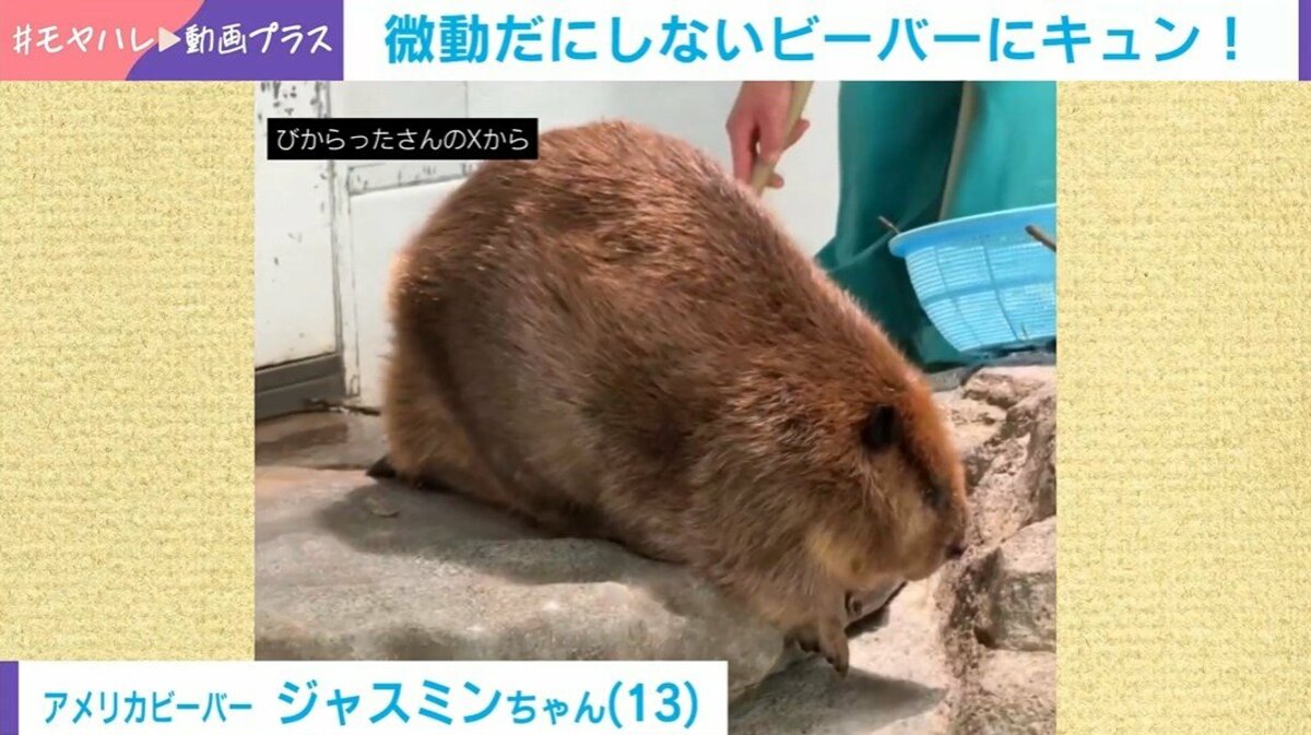 一般的なビーバー様 幸せすぎて鬼リピ」3頭のビーバー“破壊力抜群の寝姿”にとりこになる人