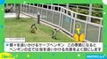 「ひたすら可愛い…」ペンギンが夢中で走る“手足パタパタ”動画に癒される人続出
