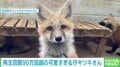 再生回数90万超え！ 癒やし度MAXな“仔ギツネの仕草” 意味は「把握していない」