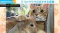 猫とウサギの“近すぎる距離感”に絶賛の声「可愛いすぎて涙出そうになった…癒しをありがとう！」