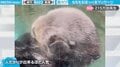 ほっぺを“むにむに” 念入りにフェイスマッサージするラッコの映像が200万回超再生 「可愛い〜」「無限ループしている」と悶絶の声