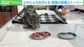 瀕死で発見→今や動物園の人気者に!“奇跡の回復”を遂げたユキヒョウの子どもが話題 中国
