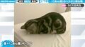 猫が土下座する珍習慣に飼い主「ごめん寝」ポーズと命名 驚きの寝姿勢の裏に納得の理由あり