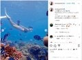 池田美優、海中でのダイビングショットにファンから「綺麗、人魚みたい」「かっこよすぎ!」と称賛の声