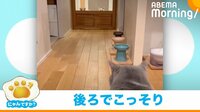 【映像】振り返った瞬間隠れた!? 兄をこっそり覗く可愛い猫たち