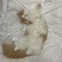 「可愛いの極み」「癒やされる」THE RAMPAGE藤原樹、愛猫マースの“胸キュンショット”公開