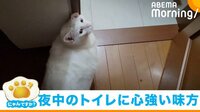 飼い主の“夜中のトイレ”を案内する不思議な猫