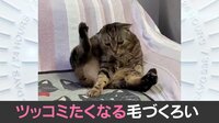 【映像】猫が披露した独特な毛繕い