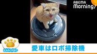 ロボット掃除機に乗って探検中のはずが…