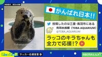 【映像】日本代表を応援するラッコ決めポーズ