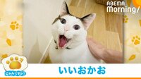 「にゃんですか」あくび編