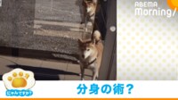 【映像】ガラスに写った2体の柴犬