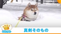 【映像】無の表情で雪に浸かる柴犬(拡大ショットあり)