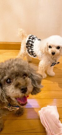 堀ちえみ『うわぁ！全部屋掃除約6時間』