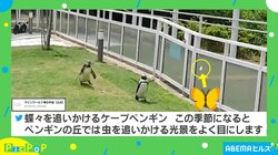 「ひたすら可愛い…」ペンギンが夢中で走る“手足パタパタ”動画に癒される人続出