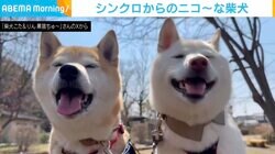 「シンクロ笑顔最高か！」2匹の柴犬が見せた“奇跡の同時スマイル”に「可愛すぎ！」「同じ幸せを同時再生してる」など絶賛の声