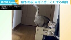 物色中に蓋がズボッ！ “自分にびっくり”な猫の表情が話題 「ええ顔しとる」