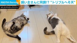 疲れた飼い主と“トリプルへそ天”！猫2匹のゴロ～ンの連鎖にほっこり