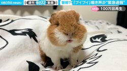 モルモットの泣き声が「まるで緊急地震速報」 飼い主への“かまってアピール”に反響