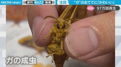 ガの短い“おてて”を動かす姿に「可愛すぎて絶句」 バタバタと暴れるガに「とてつもなく広角が上がる」反響続々