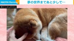夢の世界まであと少し…のはすが 飼い主の娘の“愛情表現”に驚く柴犬