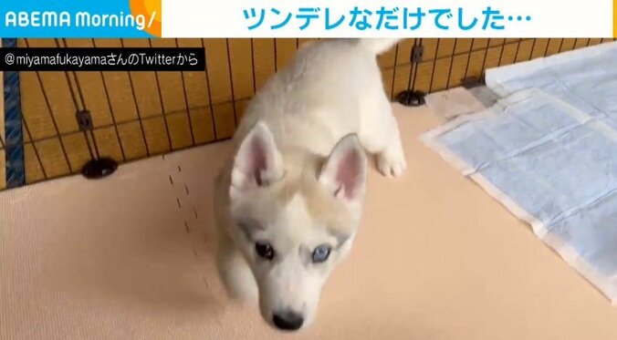 飼い主への甘え方が“ツンデレ”なハスキー子犬 キッとした視線 → 膝にごろーん！の流れに「たまらん」「可愛いが過ぎる」と反響 1枚目