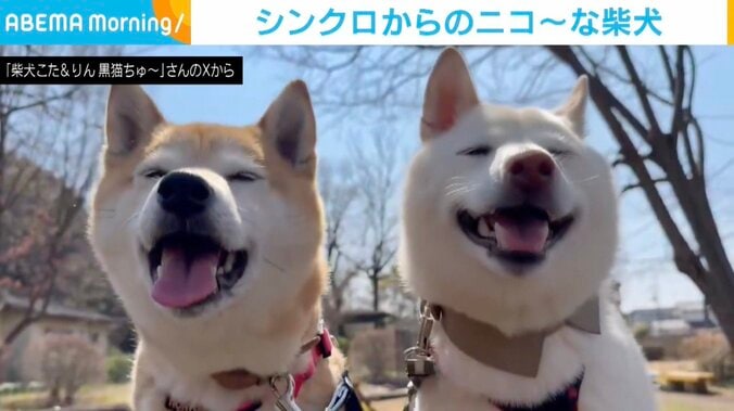 柴犬の小太郎くんと凛太郎くん
