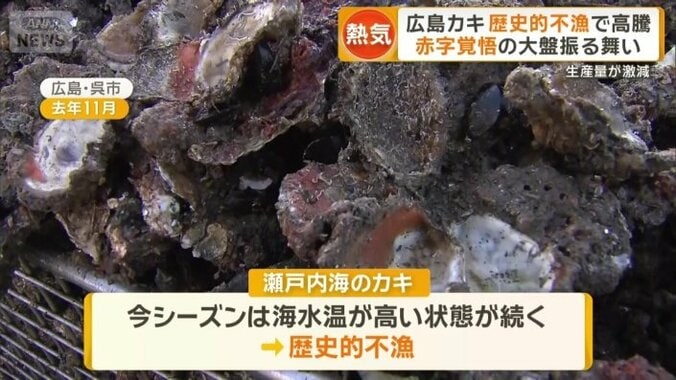 瀬戸内海のカキが歴史的不漁
