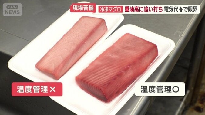 売り物のマグロと販売できなくなったマグロ