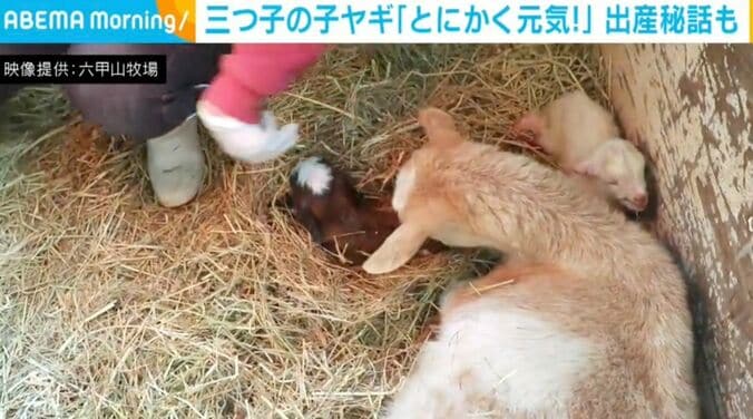 三つ子の子ヤギ