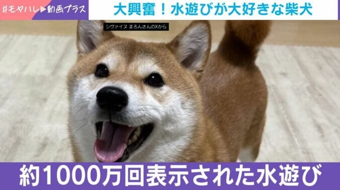 まろんちゃん