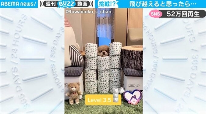 トイプードルが披露した“珍行動”にネット騒然「犬を飼いたくなった」「可愛くてたまらない」 1枚目