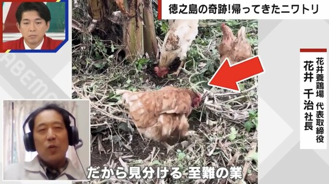 ネットで話題「ヒヨコがニワトリになって奇跡の帰還」の誤解…「脱走時ほぼニワトリ」ヒヨコイメージが１人歩きした真相  3枚目