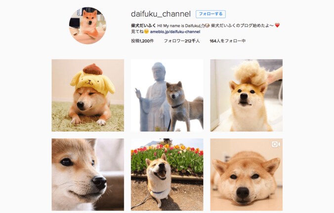 これぞリアルホットドッグ！ 柴犬だいふく「僕もホットドッグになれるかな」 2枚目