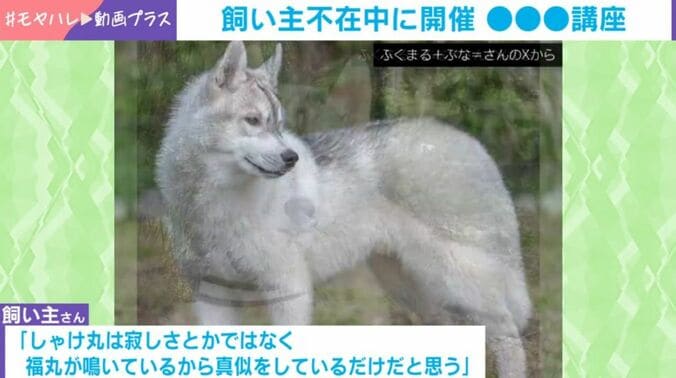 シベリアンハスキー