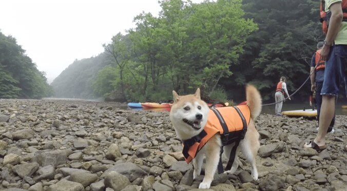 「感動だワン！」柴犬かぼすちゃん、 美しすぎる大自然の中でカヌー挑戦で 9枚目