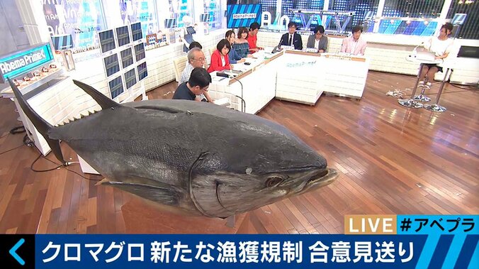 マグロが絶滅の危機　その影に存在する中国の「違法」漁船 2枚目