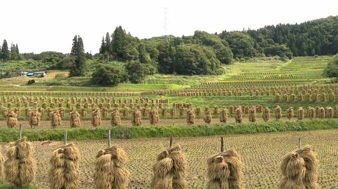 「もう限界」…失われる“日本の原風景”棚田を後世に残すために 12枚目