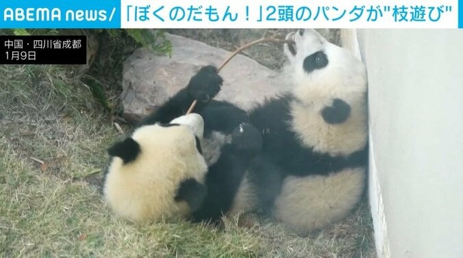 1本の枝をつかみ合う2頭のパンダ